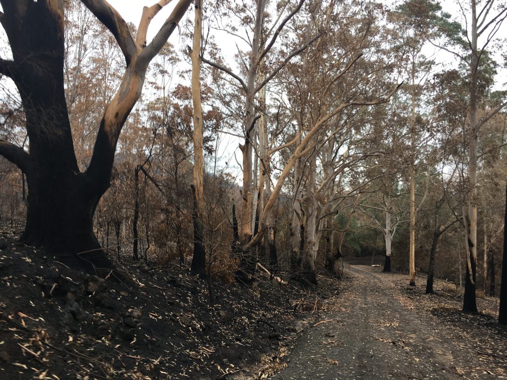 Post bushfire view