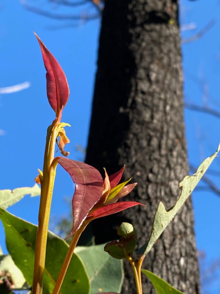 Post bushfire images, new life