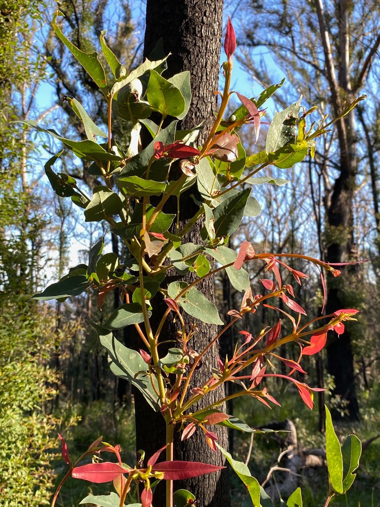 Post bushfire images, new life